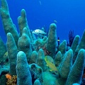 Найдены кораллы, живущие в необычных условиях 