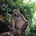 Редкие гориллы распространены больше, чем предполагалось