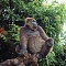 Редкие гориллы распространены больше, чем предполагалось