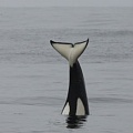 Рекордное количество синих китов у берегов Калифорнии