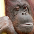 Скончался орангутанг, установивший рекорд по долгожительству