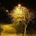 Ночное освещение убивает деревья