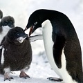 Сексуальная развращенность пингвинов, о которой молчали ученые