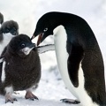 Сексуальная развращенность пингвинов, о которой молчали ученые