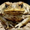 7 потрясающих тактик выживания жабы