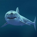 Белые акулы Австралии генетически различны