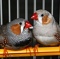 Птицы формируют постоянные гомосексуальные пары