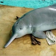 Редкий дельфин объявлен вымершим