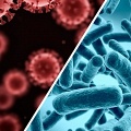 В чем различие между вирусом и бактерией: объясняем простыми словами