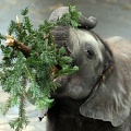 Слоны разборчивы в еде