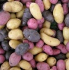 Генетически модифицированный картофель теперь будут выращивать и в Европе