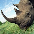 Любопытные факты о носорогах