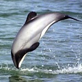 Какую пользу приносит заповедник новозеландским дельфинам