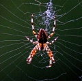 Форма лап и цвет пауков пугает людей