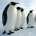 Ученые обнаружили крупнейшего древнего пингвина