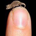 Обнаружена самая маленькая рептилия