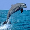 Права дельфинов теперь указаны в особой декларации