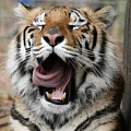 50 необычных фактов о тиграх
