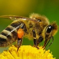 Разгадана загадка массового вымирания пчел