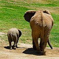 Разгадан секрет беременности слонов