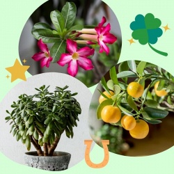 16 растений, приносящих в дом деньги и удачу