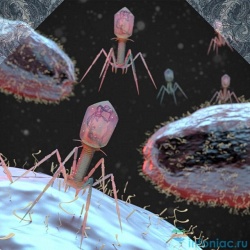 Бактериофаги – пожиратели бактерий. Является ли это концом эры антибиотиков?