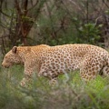 Обнаружен "клубничный" леопард