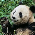 Любопытные факты о пандах