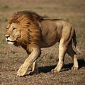 Страх поможет диким львам выжить
