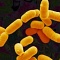 Бактерии-пробиотики помогут лечить депрессию
