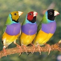 Цвет птиц подскажет особенности их характера